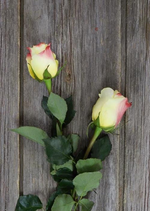 HOT MERENGUE BICOLOR YELLOW/PINK ROSES